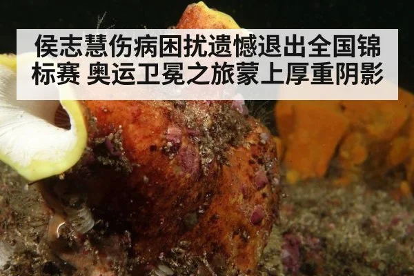 侯志慧伤病困扰遗憾退出全国锦标赛 奥运卫冕之旅蒙上厚重阴影